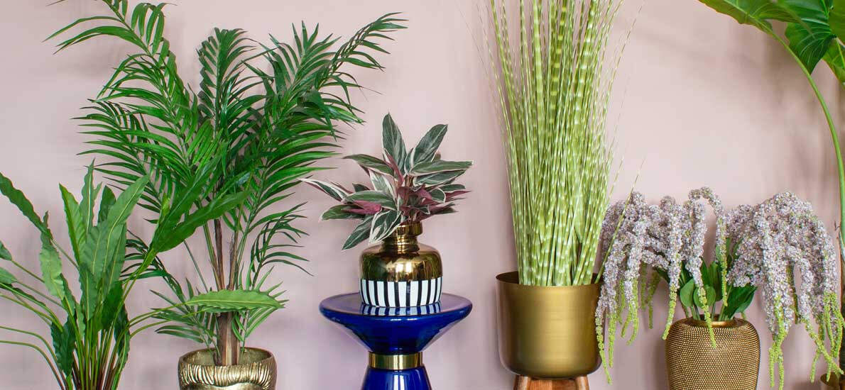 6 Indoor Plants With Serious Healing Properties | Goodhomes.co.in